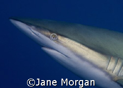 Silky shark in Cuba. Nikon D80 by Jane Morgan 